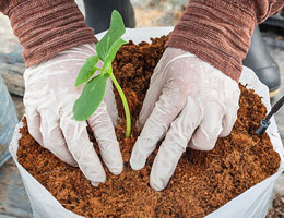 Coco Peat